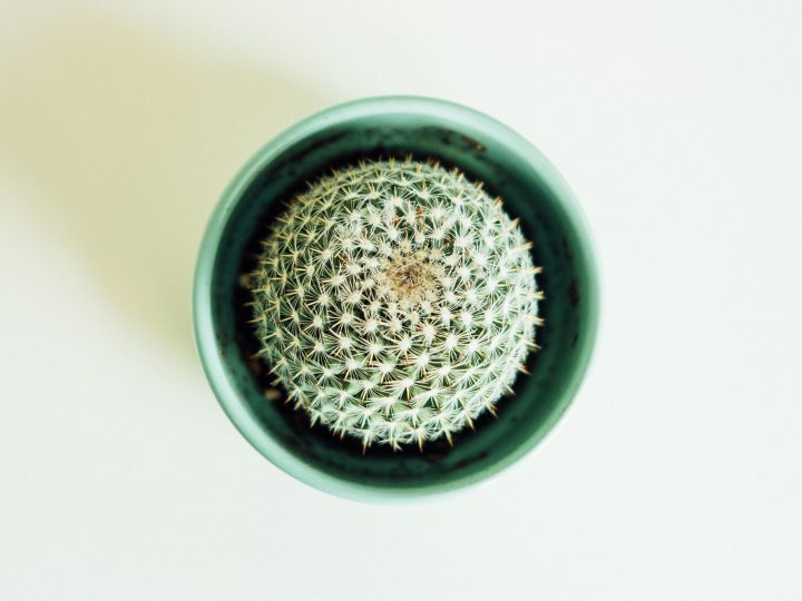 prickly