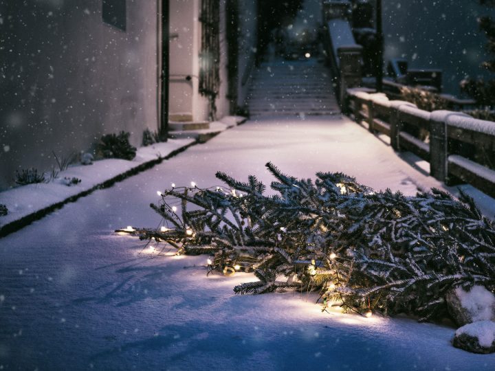 fallen christmas tree