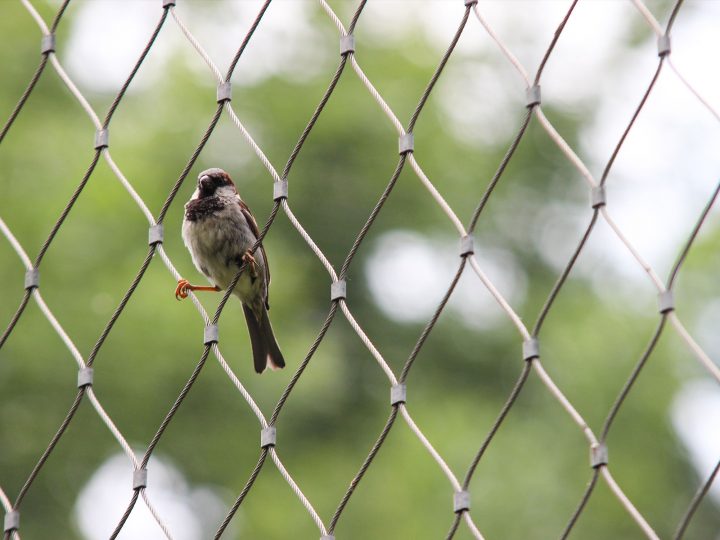 sparrow