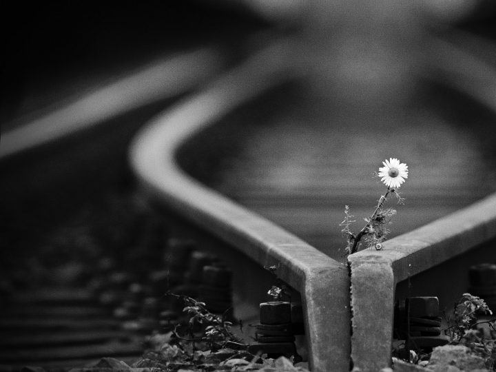 tracks