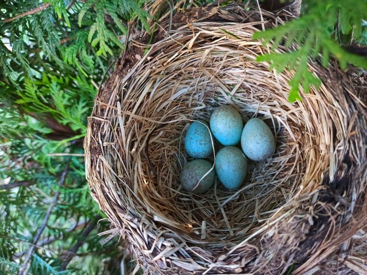 nest