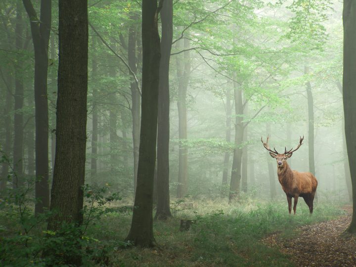 buck