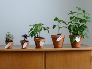 grow