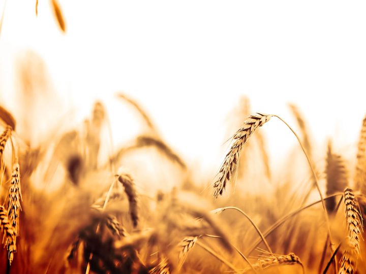 wheat field