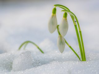 Flower in the snow