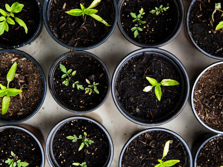 plant the seed