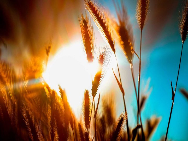field of wheat