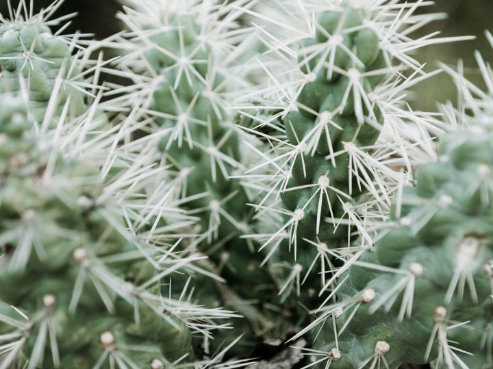 prickly cactus