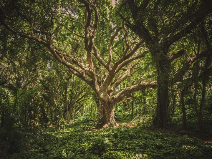 large tree in a lush forest