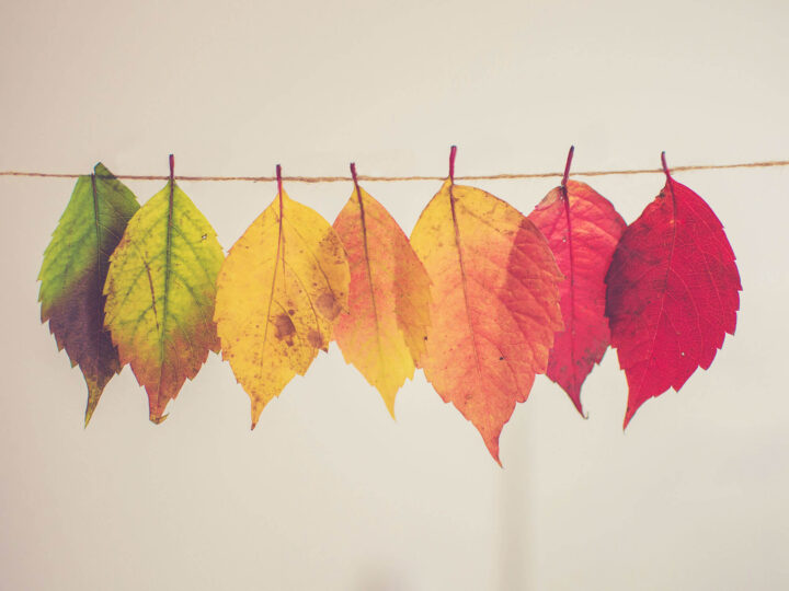 blog thanksgiving