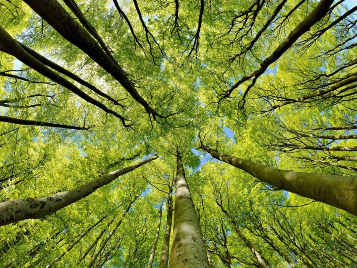 blog forest