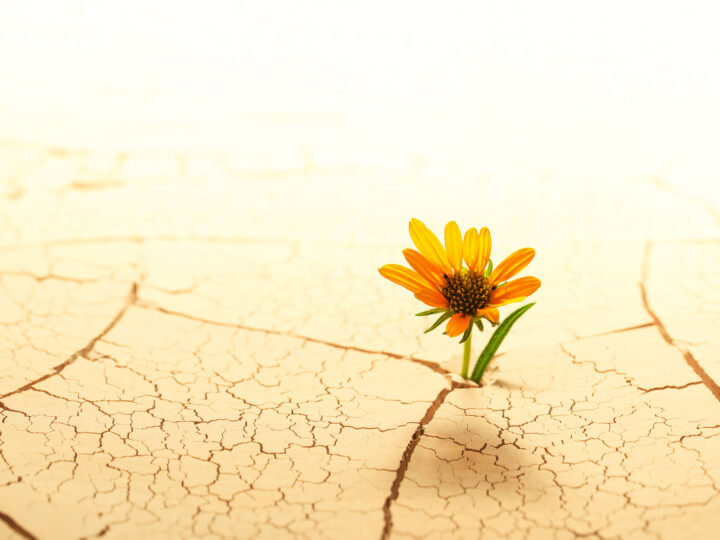 blog joy in hardship