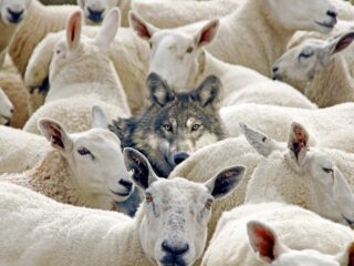 wolf among sheep