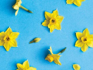 yellow daffodils from cover of You Are Still a Mother