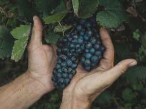 blog vinedresser