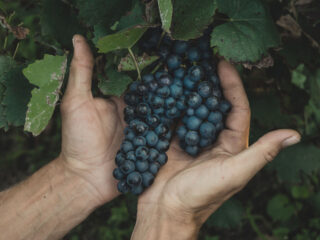 blog vinedresser