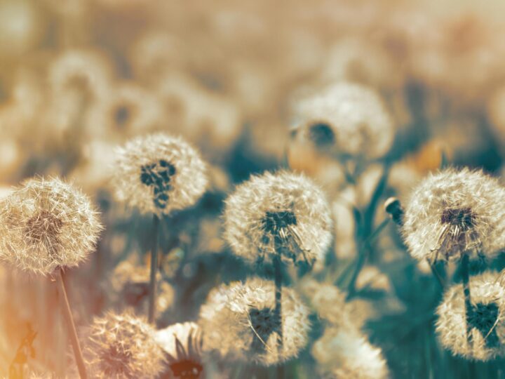 blog dandelion sin