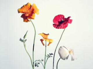 blog You Stand in Grace