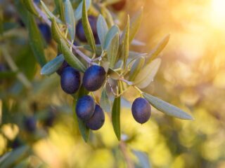 blog olive branch