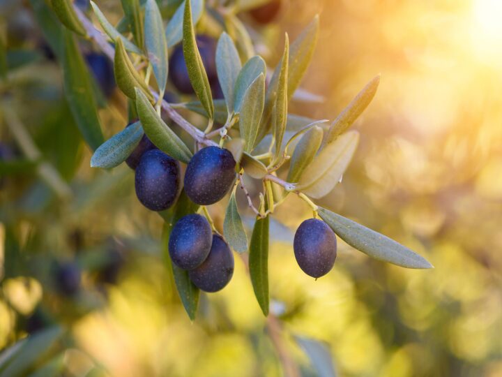 blog olive branch